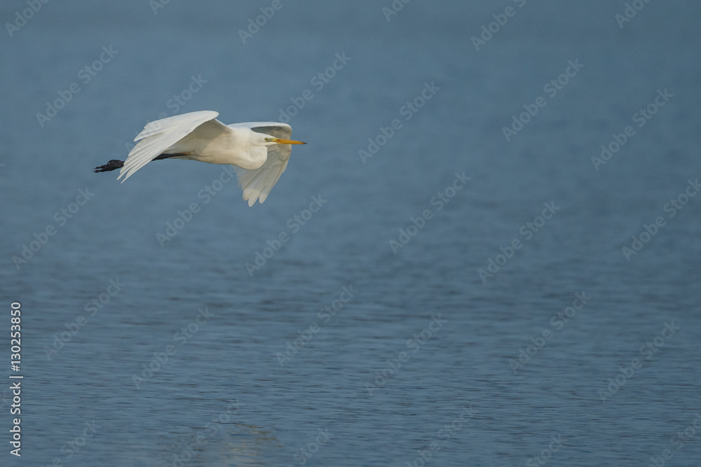 White heron in nature during morning sunset White heron in nature during morning sunset