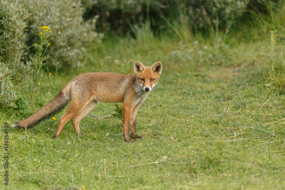 Red fox in nature Red fox in nature