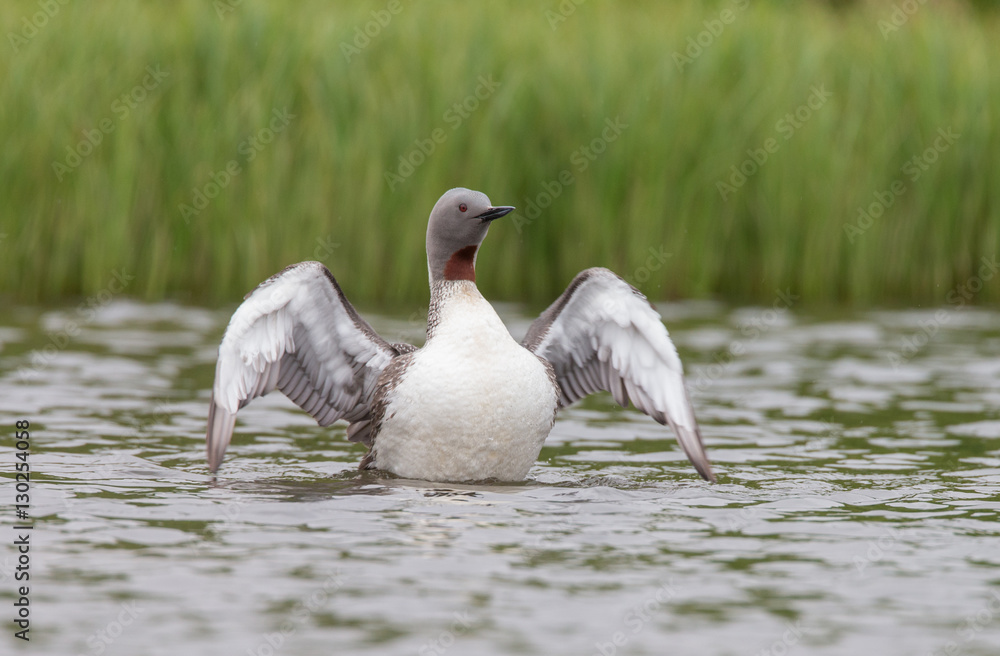 The red-throated loon or red-throated diver (Gavia stellata)
The red-throated loon or red-throated diver (Gavia stellata)