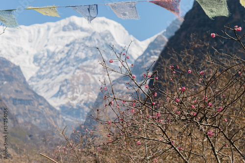 Cherry Blossom with prayer flags on the way from MBC to ABC,Nepal.
