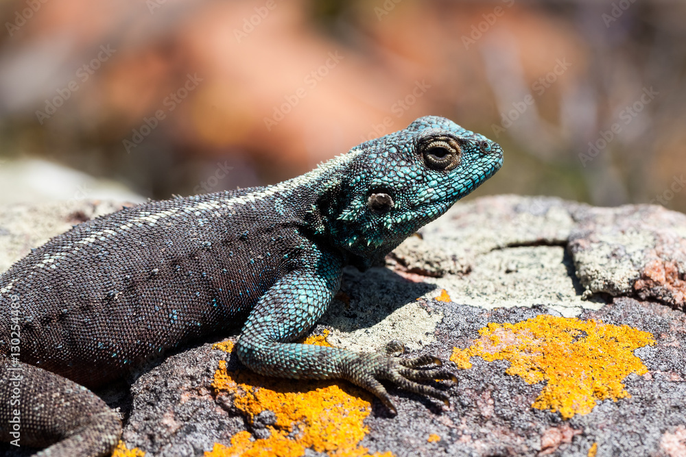 Rock agama/lizard sunbathing on rock Rock agama/lizard sunbathing on rock