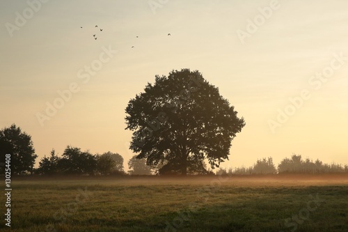 Oak tree on a misty morning at the beginning of autumn