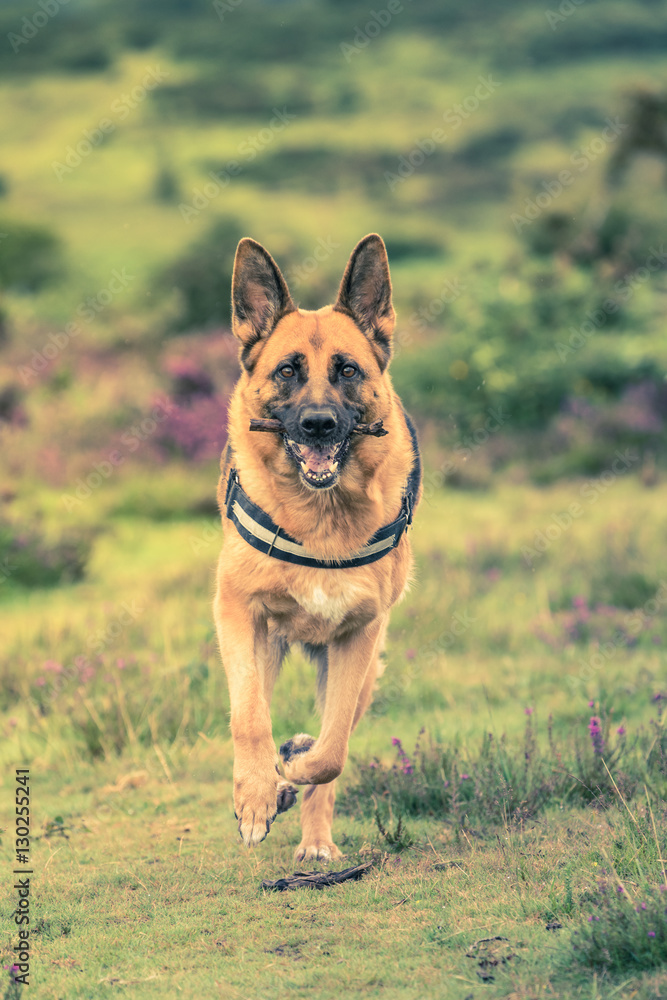 running dog running dog