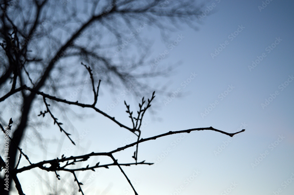 landscape sky through the trees landscape sky through the trees