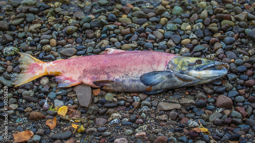 Canvas Print Dead salmon fish on the beach in Alaska