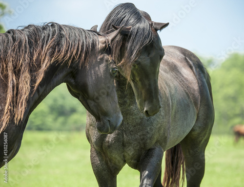 Foto Quarter Horse stallion and mare socialize