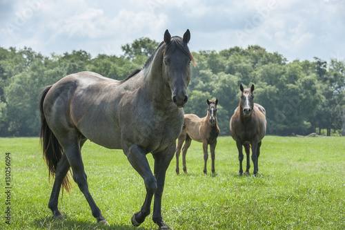 Quarter Horse stallion with mare and foal