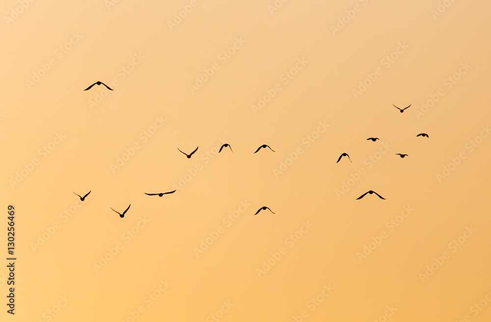 a flock of birds at sunset a flock of birds at sunset