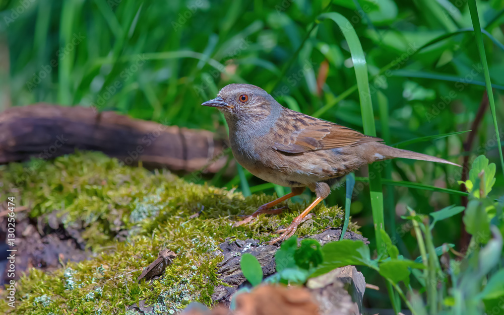 Dunnock standing on a mossy trunk Dunnock standing on a mossy trunk