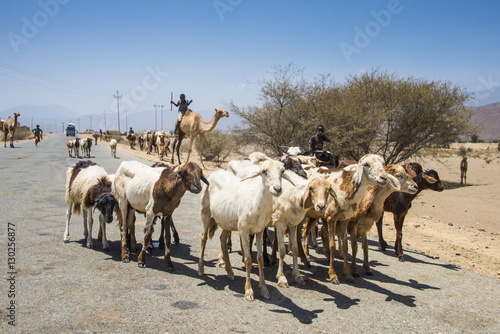 Wallpaper Mural Herds of animals walking in the lowlands of Eritrea Torontodigital.ca