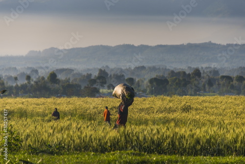 Men walking through a wheat field in the Virunga National Park, Rwanda photo
