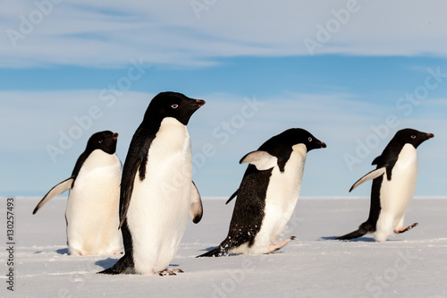 Tableau sur toile Running Adelie penguins