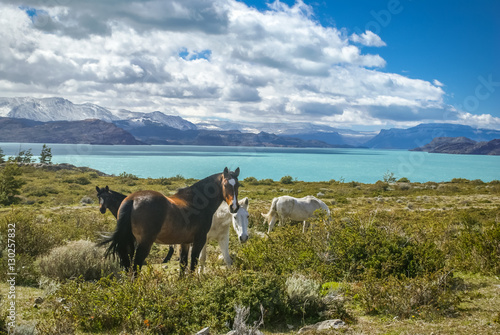 Feeding wild horses
