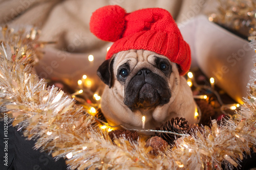 christmas dog pug hat garland cone tinsel in bed on christmas holidays