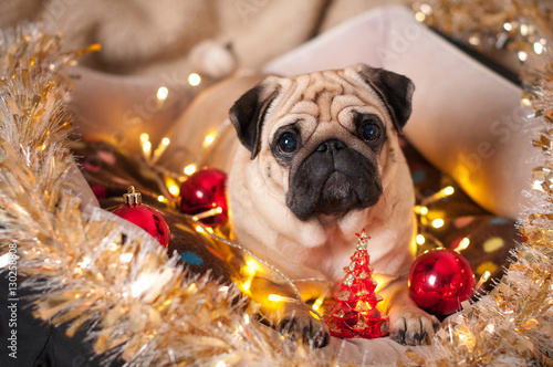 christmas dog pug garland tinsel balls in bed on christmas holidays