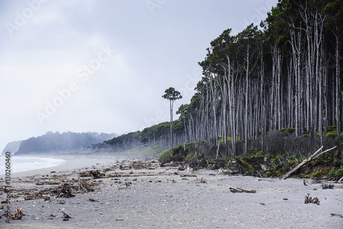 Moody atmoshpere on beach at the West Coast around Haast, South Island, New Zealand  photo