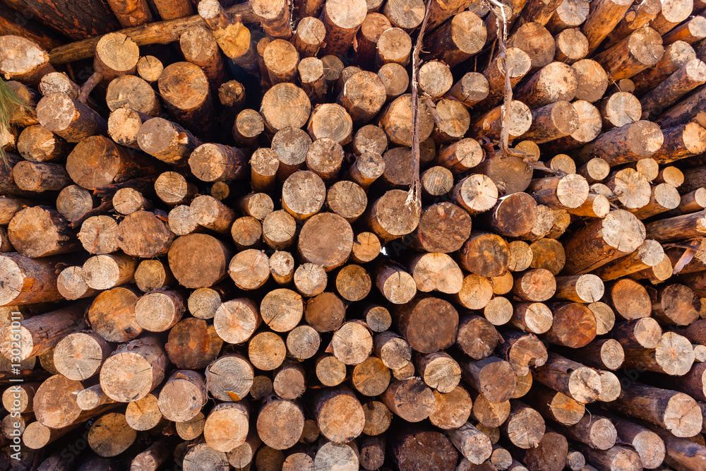 Fototapeta premium Forestry Trees Logs Harvest stacks on mountain landscape