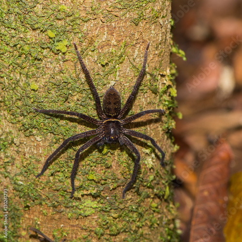 Spider with dark hair sitting on a tree bark  Indonesia 