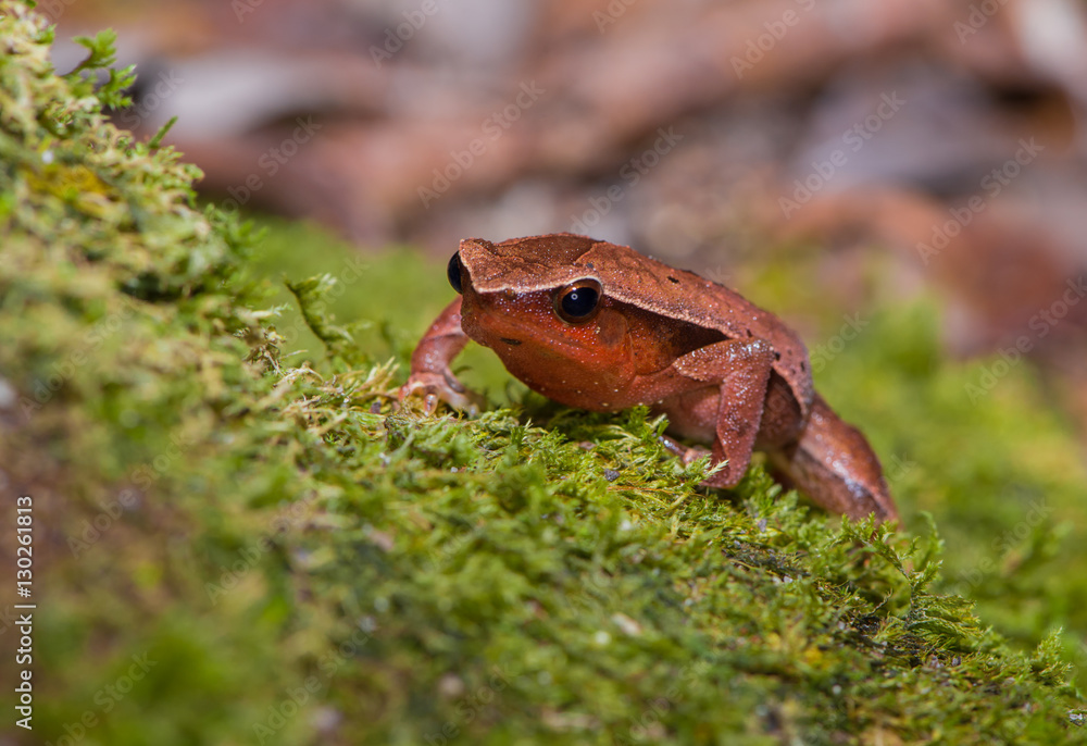 Fototapeta premium Red and orange frog sitting on a moss - front view (Indonesia)