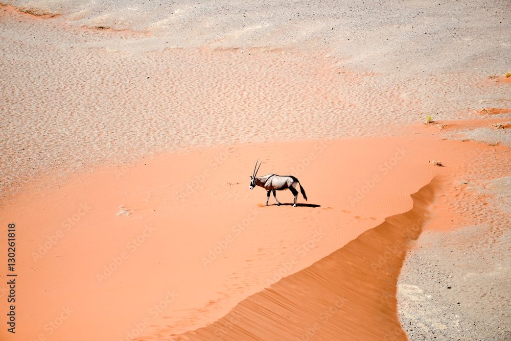 Obraz premium oryx on sand