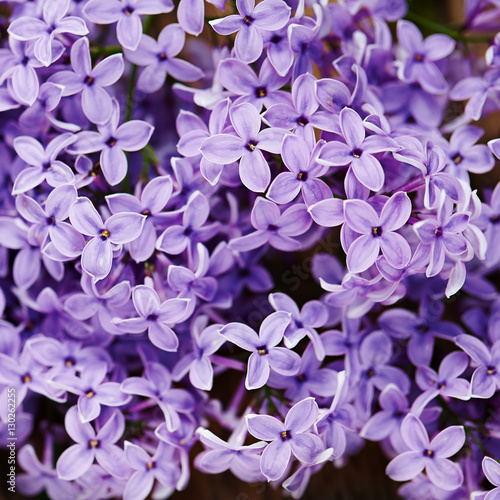 lilac flower background