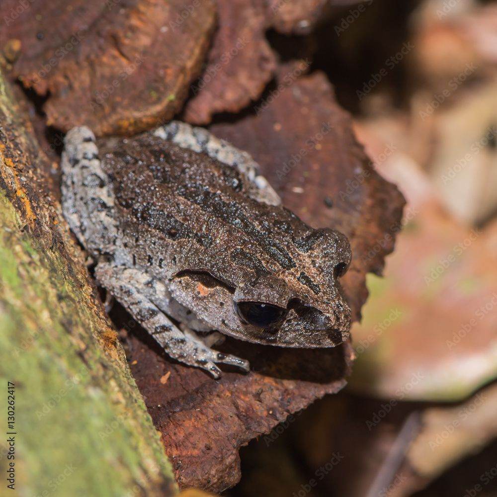 Naklejka premium Gray glossy frog with dark back sitting on the ledge (Indonesia)