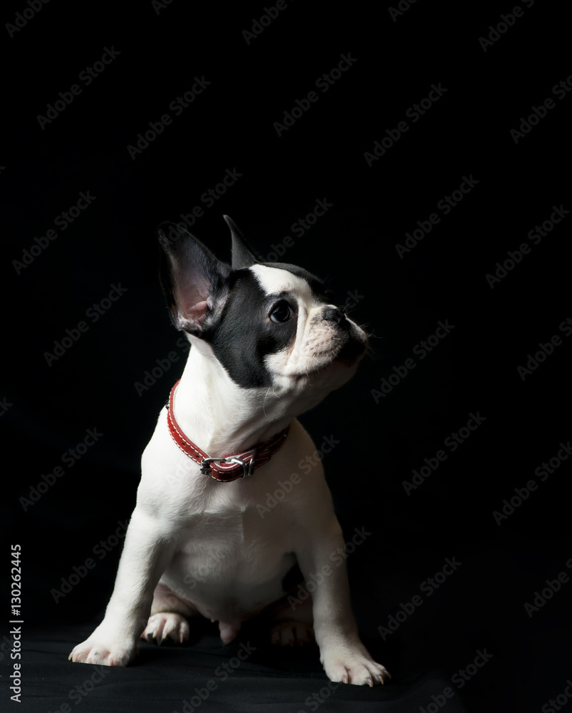 Puppy of french bulldog on black background