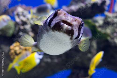 Portrait of fishes Cyclichthys orbicularis in the aquarium photo