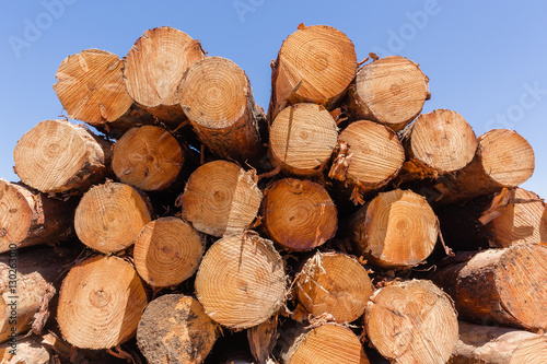 Forestry Trees Logs Harvest stacks on mountain landscape