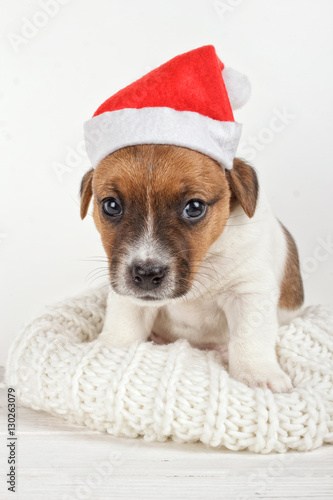 Small Dog Wearing Santa Hat. Cute Sad Puppy Sitting on Soft Knitted Fabric. Animals on New Year Holiday Time. Like a Human. Newborn Little Pet Sitting and Looking at Camera Dressed Like Santa Helper © vitpluz