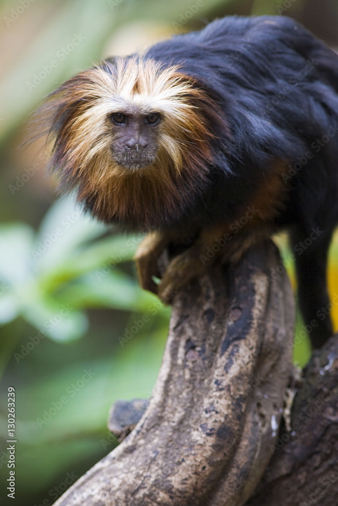 Golden headed lion tamarin (Leontopithecus chrysomelas) in the trees, controlled conditions Golden headed lion tamarin (Leontopithecus chrysomelas) in the trees, controlled conditions