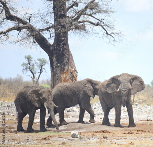 Photography elephants in Africa