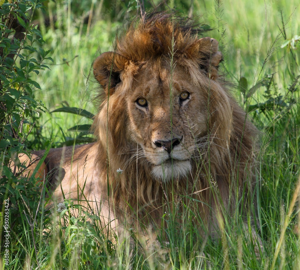 Lion in Africa Lion in Africa