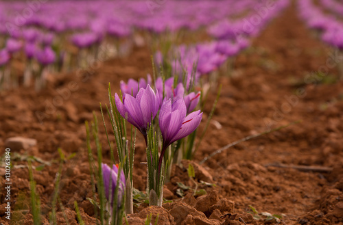 Saffron cultivation