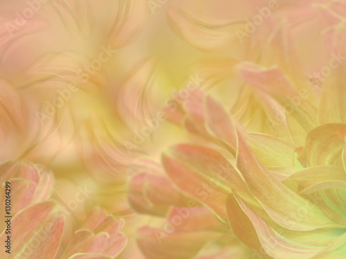 flower petals on a  blurred pink-yellow colorful background. floral composition. floral background.  Nature. © nadezhda F