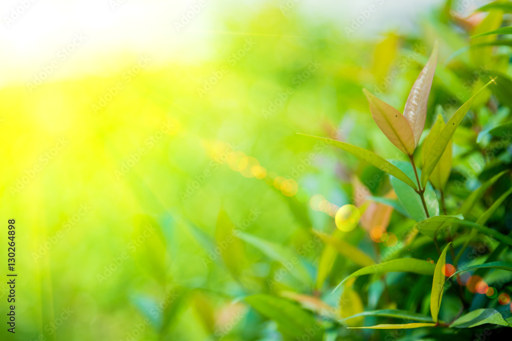 lighting flare effect on Nature green leaf with green color bokeh background. lighting flare effect on Nature green leaf with green color bokeh background.