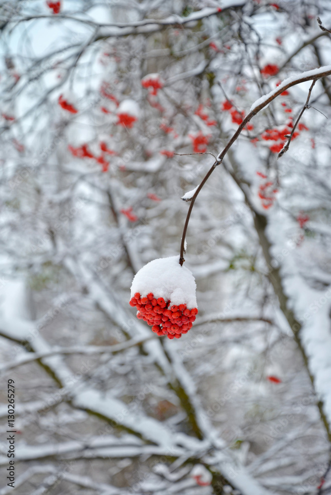 Mountain ash covered with snow Mountain ash covered with snow