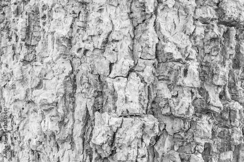 Closeup surface wood pattern at old cracked skin of trunk of tree textured background in black and white tone