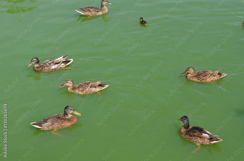 Ducks swim on a pond in the summer Ducks swim on a pond in the summer
