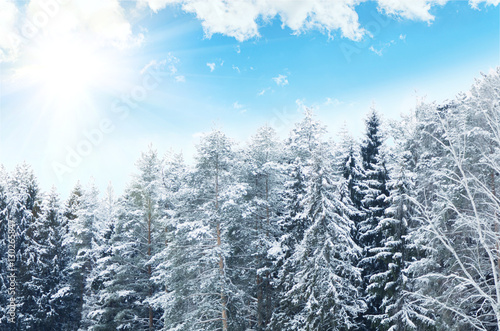 Snowy forest on the background of blue sky. Winter landscape