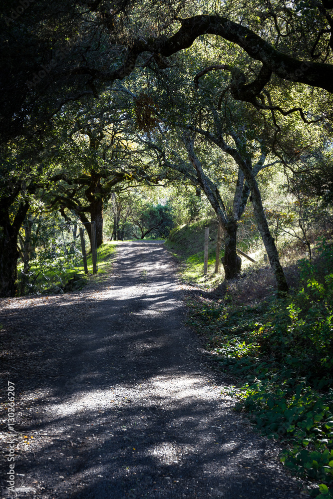 Naklejka premium oak trees in California