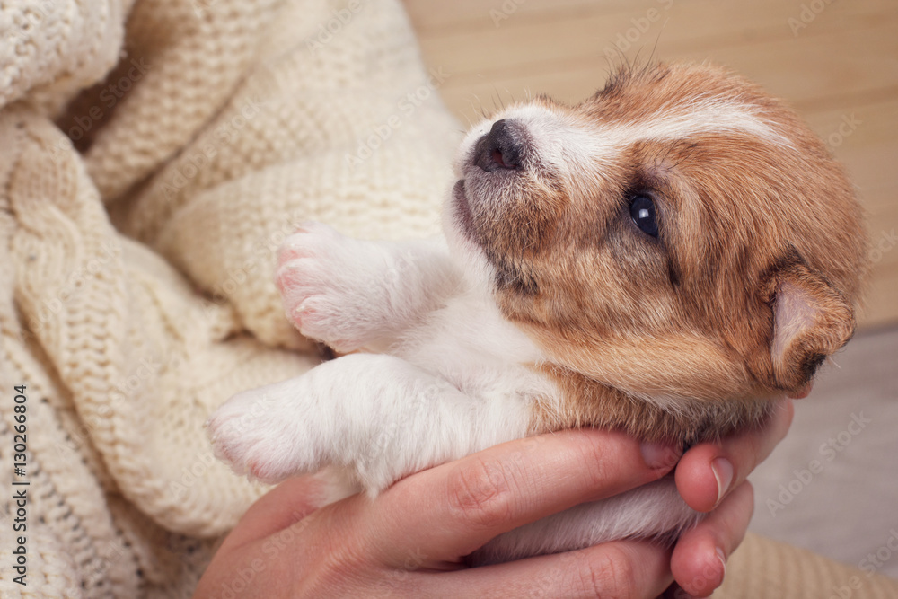 Look up cute sales puppies