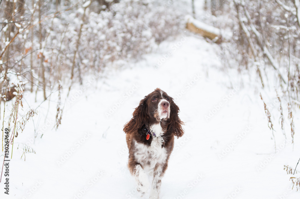 springer spaniel dog outdoors on a snowy winter day