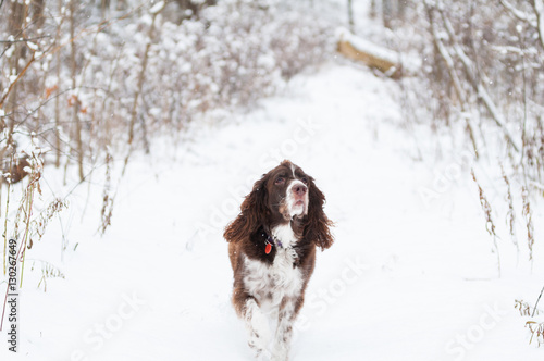 Fototapeta Naklejka Na Ścianę i Meble -  springer spaniel dog outdoors on a snowy winter day