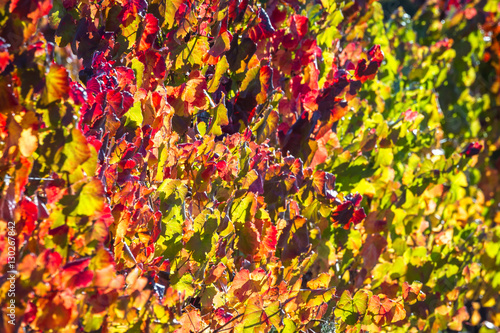grape leaves with vivid autumn colors © wollertz