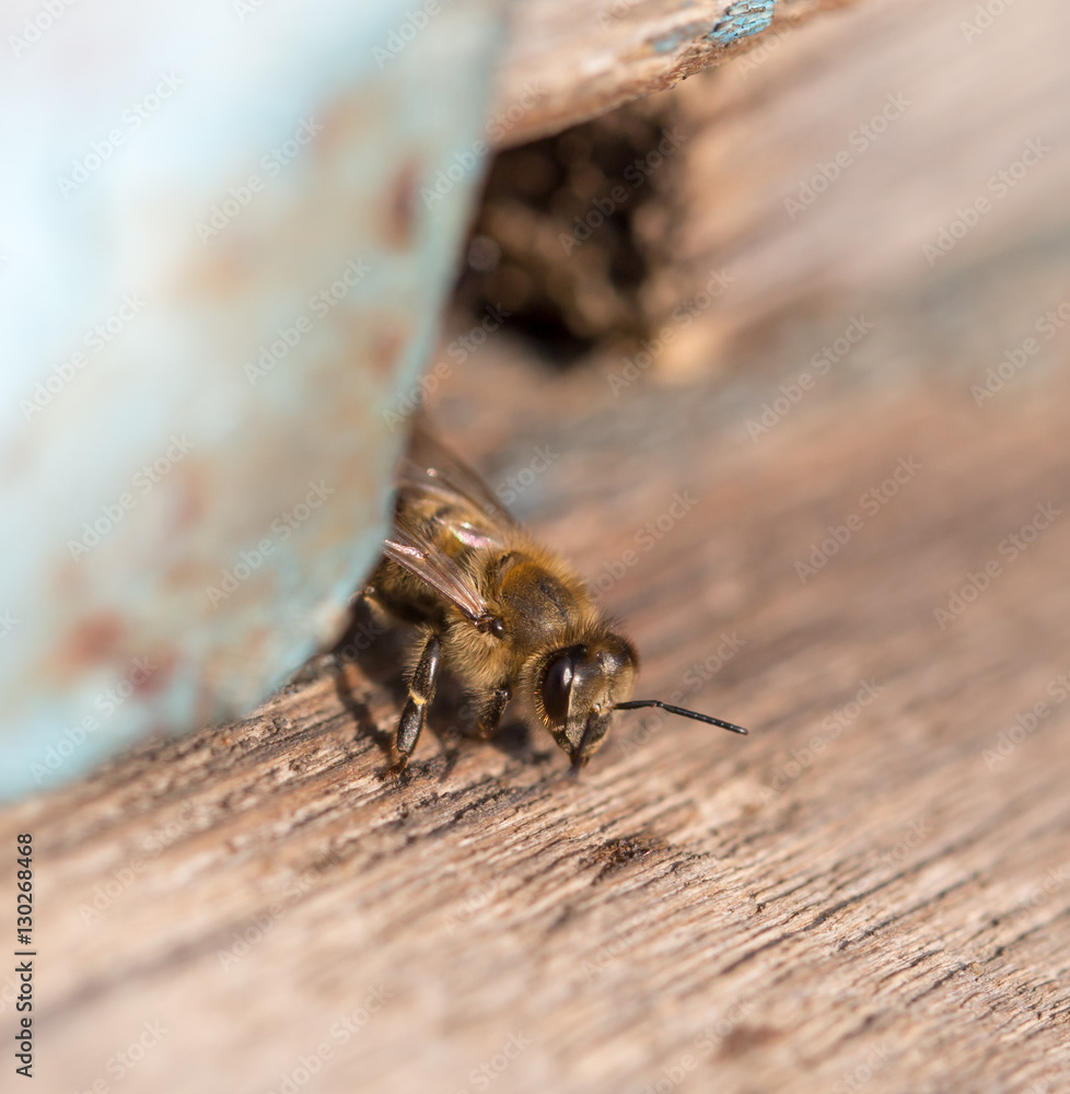 bees in the apiary