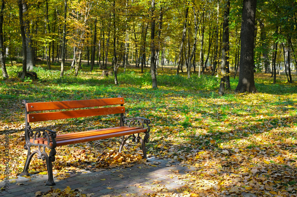 beautiful autumn park with paths and benches beautiful autumn park with paths and benches