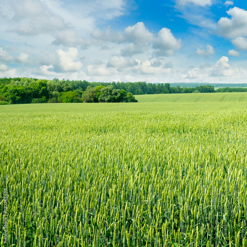 Fototapeta premium field and blue sky with light clouds