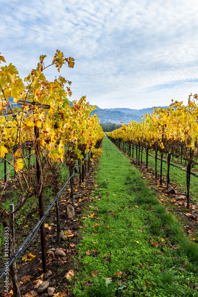 autumn vineyard in California