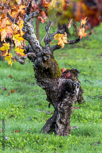 gnarly old grape vine